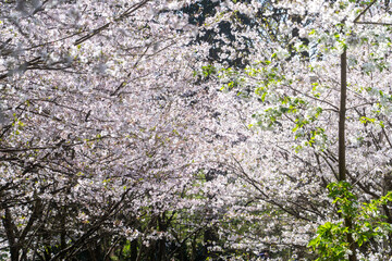 Fototapeta premium The beautiful spring in Chongqing