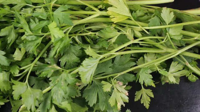 Fresh parsley bunch on dark cutting board close-up in slow motion.