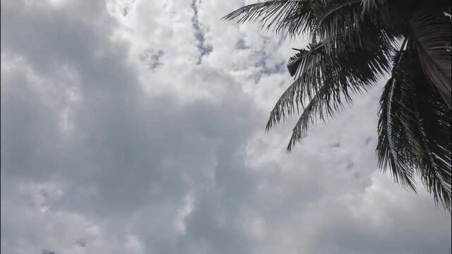 Double layer of dramatic clouds with coconut palm, time lapse.