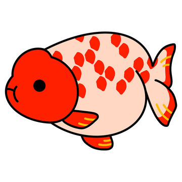 らんちゅうのイラスト
