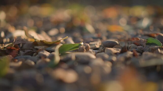 Closeup of pebble path in backyard with fallen leaves and warm golden light, gardener viewpoint kneeling low to frame texture and bokeh, earthy tones and gentle shadow evoke peaceful late afternoon