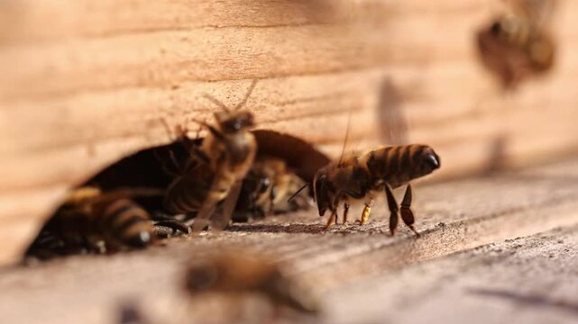 Honey bee fanning wings with exposed Nasonov gland at hive entrance