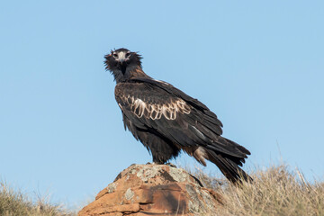 Australian Wedge-tailed Eagle perched on boulder © Ken Griffiths