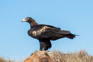 Obraz premium Australian Wedge-tailed Eagle perched on boulder