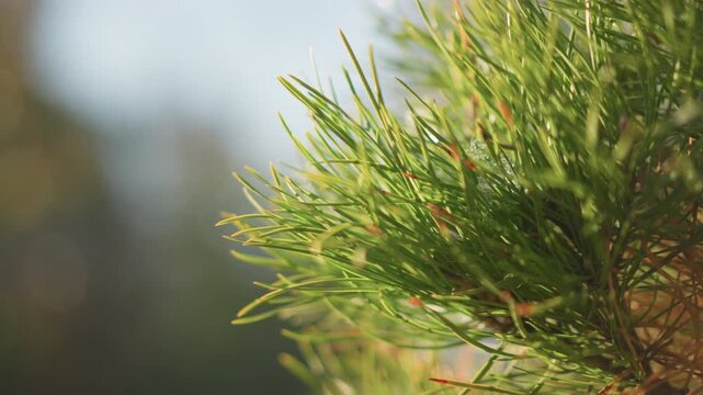 Elegant pine needles with ambient glow. Detailed pine needle shot with warm background and breeze hint. Intimate portrayal of pine needles illuminated by gentle sunlight and tranquil atmosphere