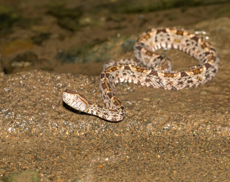 Fer‑de‑Lance Pit Viper (Bothrops asper) in Tropical Creek at Night, Costa Rica