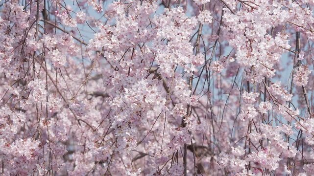 全面満開に咲き誇るしだれ桜のセミアップ