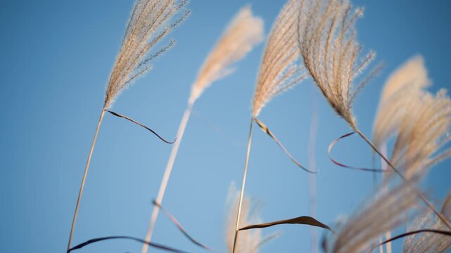 Golden reed tips sway against blue sky, delicate closeup of feathery seed plumes catching morning light, soft bokeh background, gentle breeze motion, minimal natural texture and calm aesthetic