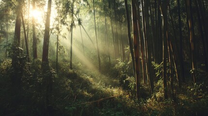 Obraz premium Sunlight Filtering Through Bamboo Forest in Tranquil Wilderness
