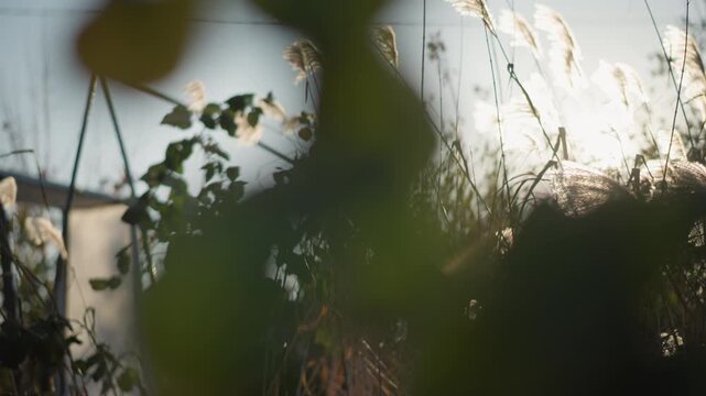 Sunlit backyard garden with grasses, soft golden light backlighting plumes and leaves, shallow focus bokeh frames domestic clothesline silhouette, textures of seedheads and vine leaves, suggested home