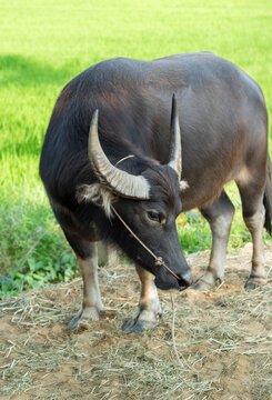 A calm water buffalo stands on a rural path beside vibrant rice fields, showcasing traditional agriculture and peaceful countryside life in Southeast Asia.