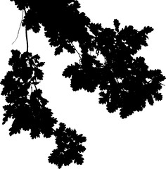 Fototapeta premium Vector illustration of a natural oak branch with leaves.