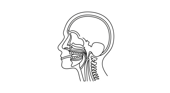 Human Anatomy: Sagittal View of Head and Neck, Showing Oral Cavity and Pharynx