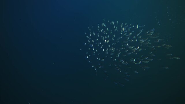 Amazing fish bait ball sardine school run, Pod of dolphins hunt Underwater footage of South Africa. Marine aquatic mammals wildlife of Africa concept. Dolphins attacking pod of fish in Atlantic ocean.