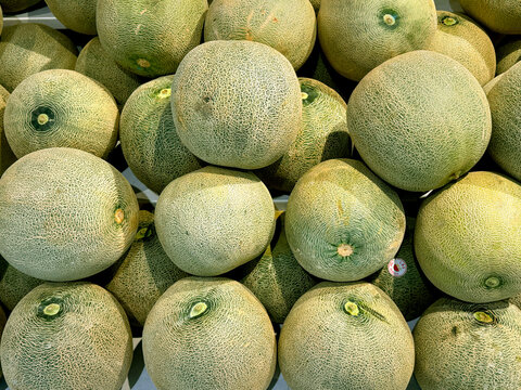 Close up of green melon fruit, a common fruit consumed with its green texture, and can be cultivated by hydroponic. Seamless background texture.