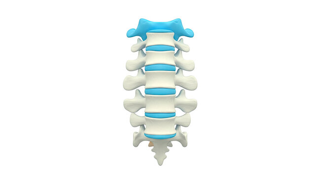 3D Rendering of Lumbar Vertebrae and Intervertebral Discs