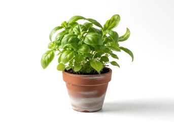 Fototapeta premium A healthy basil plant in a terracotta pot on a white background