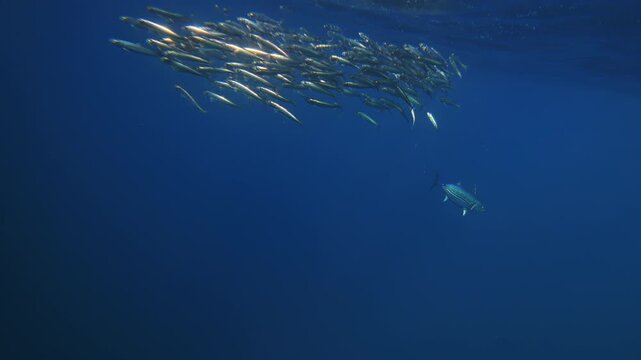 Amazing fish bait ball sardine school run, Pod of dolphins hunt Underwater footage of South Africa. Marine aquatic mammals wildlife of Africa concept. Dolphins attacking pod of fish in Atlantic ocean.