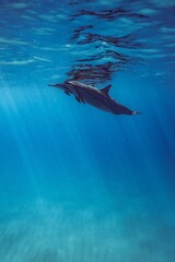 Naklejka premium underwater of dolphins 
