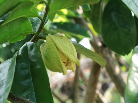 Close-up shot of a green soursop (Annona muricata) flower bud growing on a tropical tree branch surrounded by lush green leaves