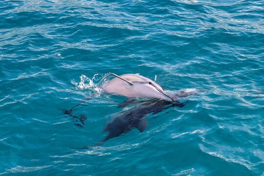 dolphin shows its face above the ocan