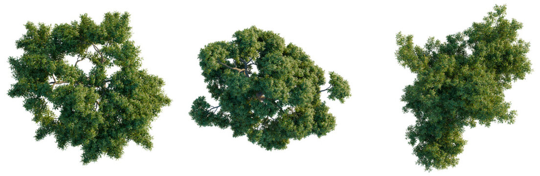 Set of three green Corymbia ficifolia trees in top view for landscape architecture.