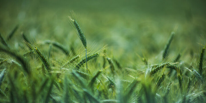 Close up of young wheat field