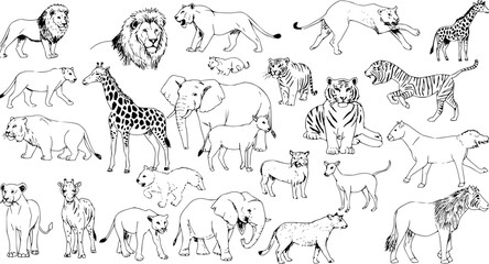 Detailed line art illustrations of wild safari animals: lions, tigers, elephants, giraffes, zebras, and deer. Hand-drawn collection. © naila