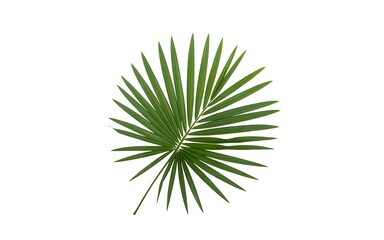 Fototapeta premium Green palm leaf on white background