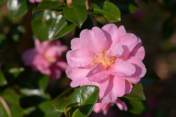 Obraz premium ピンクの山茶花