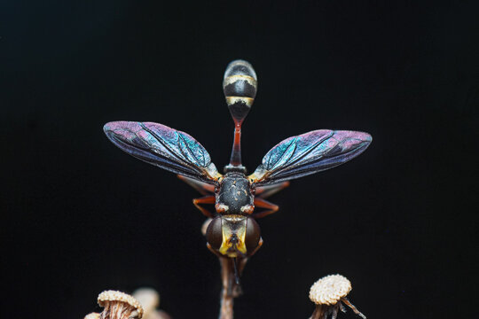 Thick-headed fly (Conopidae) mimicking a wasp on black background
