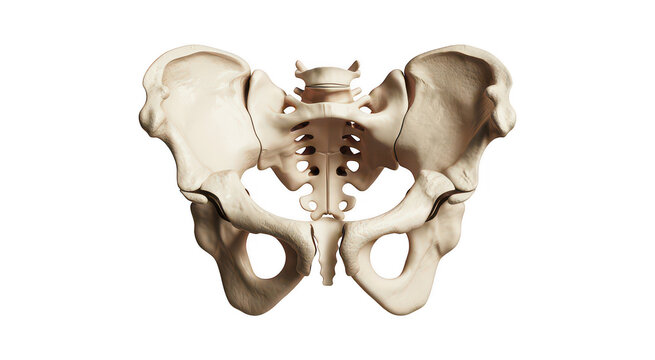 Human pelvis bone anatomy skeleton isolated on a transparent background