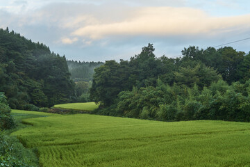 Fototapeta premium Rural valley landscape with rice fields, forested hills and soft cloud filtered mountain light