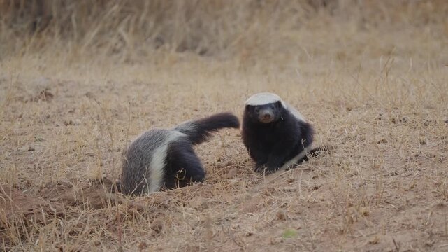 Honey badger digging furiously at a burrow in slow motion as a second badger looks away, seemingly disinterested. Wildlife behavior scene filmed in Kruger National Park, South Africa.