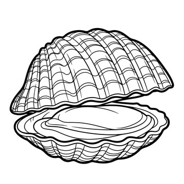Open clam shell with detailed lines