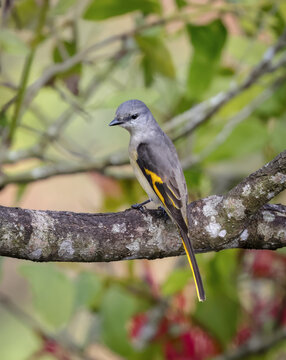 The rosy minivet is a species of bird in the family Campephagidae.