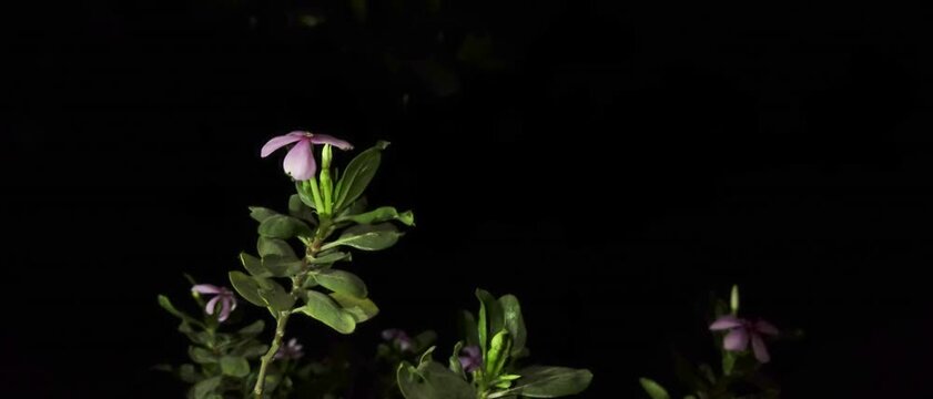 Pink Four O Clock Flowers video with Black background.