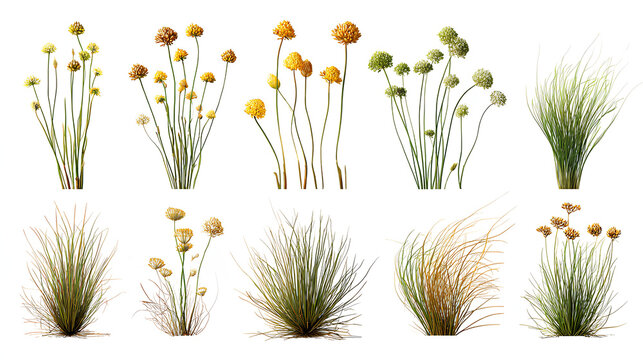 Set of Juncus effusus (common names common rush or soft rush) isolated on a white background background perfectly cutout high resolution Stock Illustration 