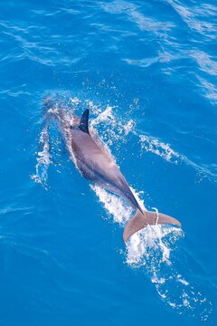 dolphin tail
