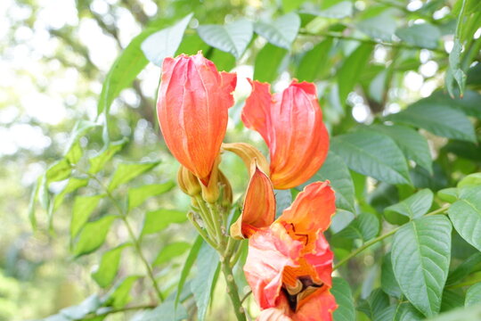 Large, bell-shaped scarlet flowers of Spathodea campanulata, featuring distinctive crinkled yellow-gold margins on the corolla lobes.