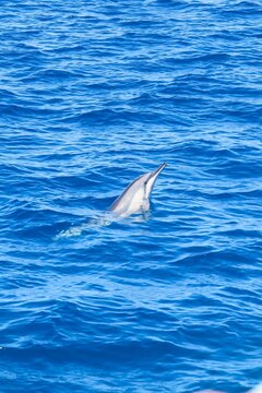 dolphin face out of water