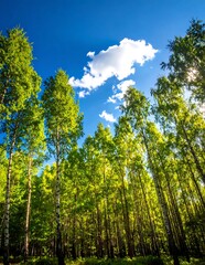 Fototapeta premium A serene forest landscape with tall trees and a blue sky