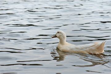 Fototapeta premium White duck observing its surroundings in a pond, animal behavior