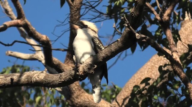 kookaburra in Tree 