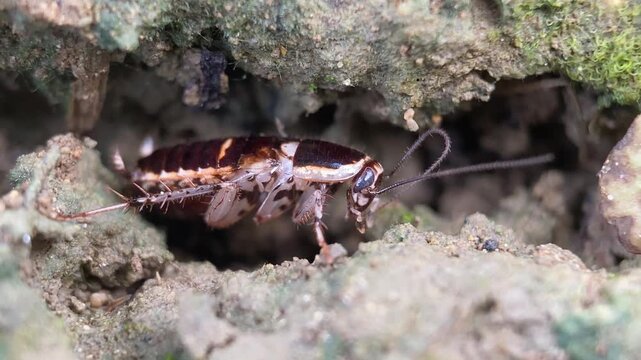 Young Cockroach Grooming Antennae in Soil Crevice