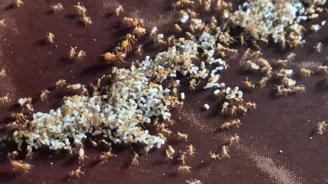 Red Ant Colony Moving Eggs and Larvae in the floor- Macro Close-up Footage