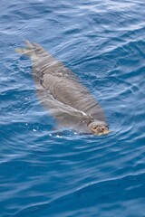 Naklejka premium swimming seal at the surface