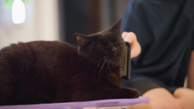 Black cat on lap being groomed gently by owner hand. Cozy indoor scene with purple mat, slicker brush removing loose fur, soft sunlight, calm purring, close bond between pet and caretaker, domestic