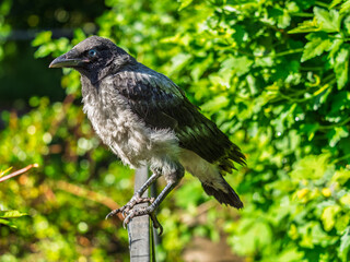 Obraz premium A crow chick, a small crow has fallen out of its nest and is sitting scared on a branch near the ground.