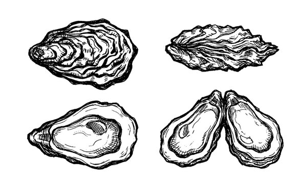 Oysters vector. Isolated illustration of oyster shells. Set of seafood delicacy. Sketch of food. Fresh sea clam in the shell. Hand-drawn marine animal. Bivalve molluscs. Monochrome element.